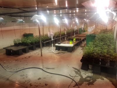 La Guardia Civil desarticula una organizaci&oacute;n dedicada al cultivo intensivo de marihuana