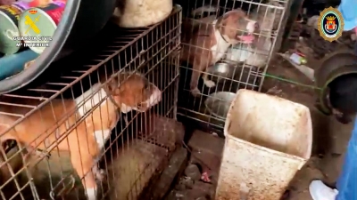 La Guardia Civil y Polic&iacute;a Local de Sanl&uacute;car la Mayor, rescatan a 28 perros enjaulados en condiciones lamentables