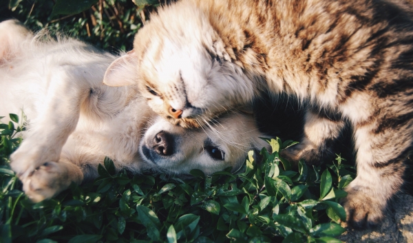 Paticas, la tienda online de referencia en productos para perros y gatos