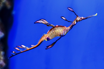 Los dragones del mar llegan al Acuario de Sevilla, una de las especies más extraordinarias del océano
