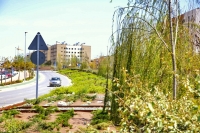 915 &aacute;rboles completar&aacute;n la Ronda Sur de Mairena del Aljarafe