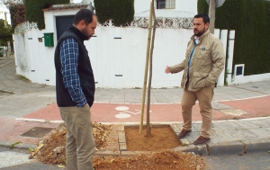 100 nuevos &aacute;rboles en distintas  zonas de Gines gracias a la campa&ntilde;a  de plantaci&oacute;n y reposici&oacute;n iniciada por el Ayuntamiento