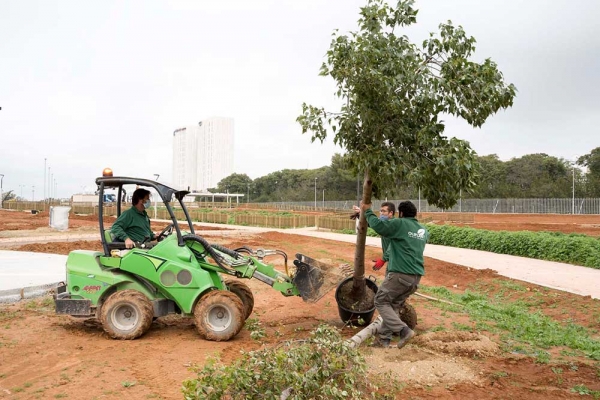 Plantaci&oacute;n de los primeros &aacute;rboles en la zona norte del Parque Central de Mairena del Aljarafe