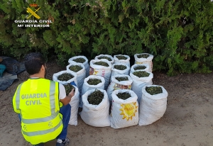 Desmantelandos dos puntos de cultivo y elaboraci&oacute;n de Marihuana en Sanl&uacute;car la Mayor