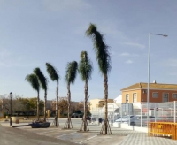  El nuevo arbolado frente al aparcamiento p&uacute;blico. 